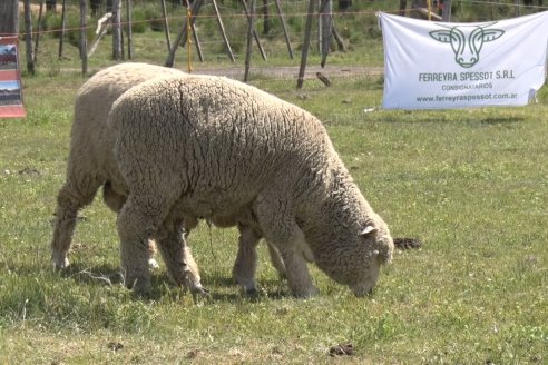 Visita a Cabaña Los Paraisos - Previa al Remate Especial de Ovino a realizarse el 9 de Noviembre en Sociedad Rural de Federal