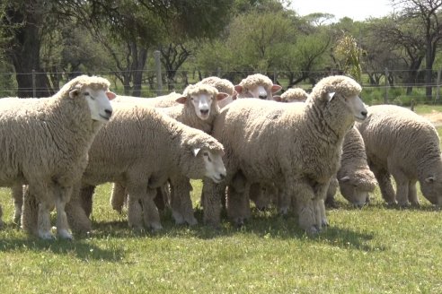 Visita a Cabaña Los Paraisos - Previa al Remate Especial de Ovino a realizarse el 9 de Noviembre en Sociedad Rural de Federal