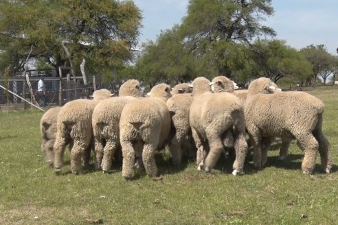 Visita a Cabaña Los Paraisos - Previa al Remate Especial de Ovino a realizarse el 9 de Noviembre en Sociedad Rural de Federal