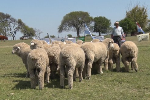 Visita a Cabaña Los Paraisos - Previa al Remate Especial de Ovino a realizarse el 9 de Noviembre en Sociedad Rural de Federal