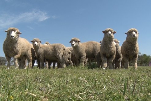 Visita a Cabaña Los Paraisos - Previa al Remate Especial de Ovino a realizarse el 9 de Noviembre en Sociedad Rural de Federal