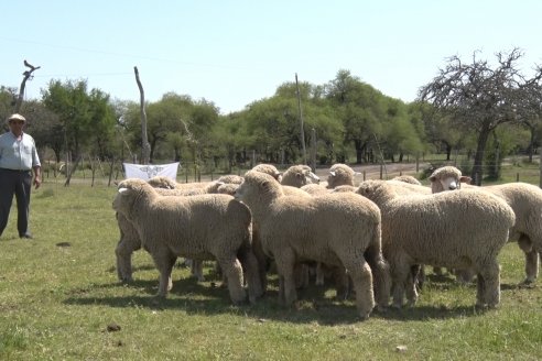 Visita a Cabaña Los Paraisos - Previa al Remate Especial de Ovino a realizarse el 9 de Noviembre en Sociedad Rural de Federal