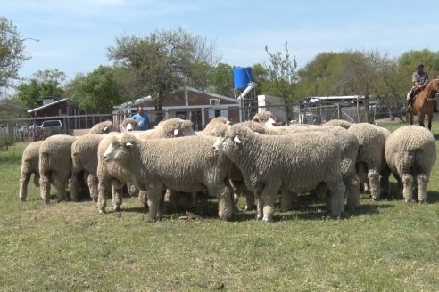 Visita a Cabaña Los Paraisos - Previa al Remate Especial de Ovino a realizarse el 9 de Noviembre en Sociedad Rural de Federal