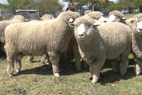 Visita a Cabaña Los Paraisos - Previa al Remate Especial de Ovino a realizarse el 9 de Noviembre en Sociedad Rural de Federal