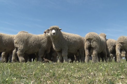 Visita a Cabaña Los Paraisos - Previa al Remate Especial de Ovino a realizarse el 9 de Noviembre en Sociedad Rural de Federal