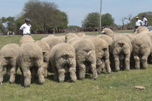 Visita a Cabaña Los Paraisos - Previa al Remate Especial de Ovino a realizarse el 9 de Noviembre en Sociedad Rural de Federal