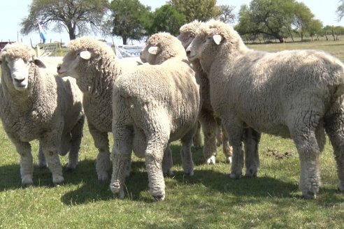 Visita a Cabaña Los Paraisos - Previa al Remate Especial de Ovino a realizarse el 9 de Noviembre en Sociedad Rural de Federal