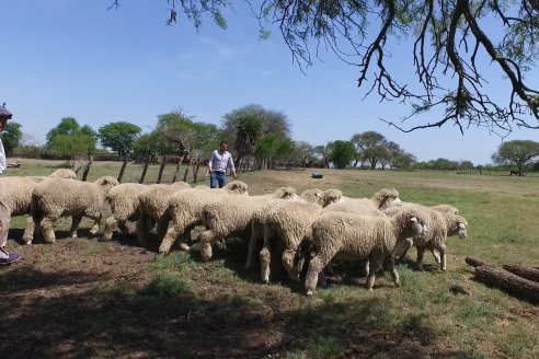 Visita a Cabaña Los Paraisos - Previa al Remate Especial de Ovino a realizarse el 9 de Noviembre en Sociedad Rural de Federal