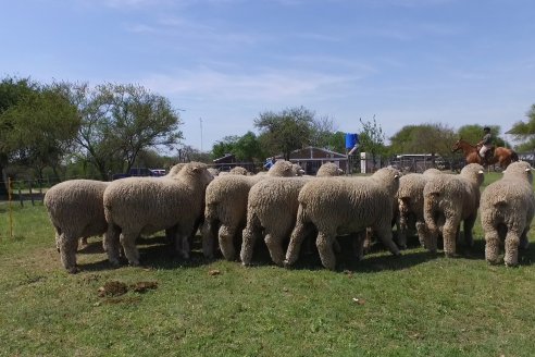 Visita a Cabaña Los Paraisos - Previa al Remate Especial de Ovino a realizarse el 9 de Noviembre en Sociedad Rural de Federal