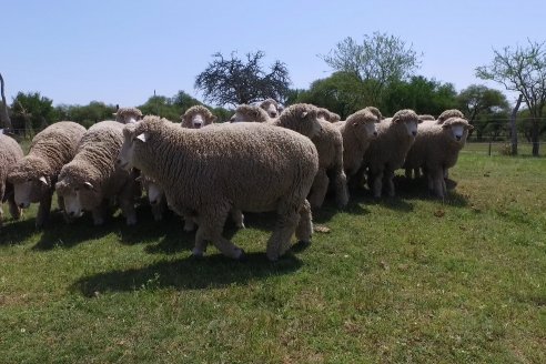 Visita a Cabaña Los Paraisos - Previa al Remate Especial de Ovino a realizarse el 9 de Noviembre en Sociedad Rural de Federal