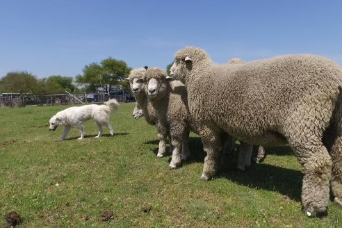 Visita a Cabaña Los Paraisos - Previa al Remate Especial de Ovino a realizarse el 9 de Noviembre en Sociedad Rural de Federal