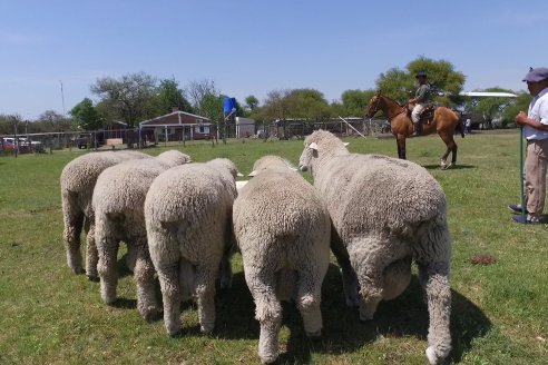 Visita a Cabaña Los Paraisos - Previa al Remate Especial de Ovino a realizarse el 9 de Noviembre en Sociedad Rural de Federal