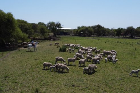 Visita a Cabaña Los Paraisos - Previa al Remate Especial de Ovino a realizarse el 9 de Noviembre en Sociedad Rural de Federal