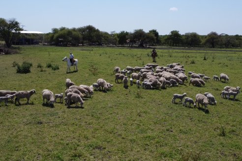 Visita a Cabaña Los Paraisos - Previa al Remate Especial de Ovino a realizarse el 9 de Noviembre en Sociedad Rural de Federal