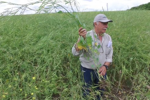 Sobre lotes de Antelo cultivan carinata con el doble propósito de cuidar el ambiente y ganar plata