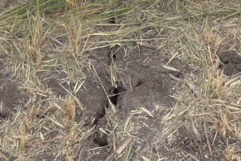 Jornada a Campo en Lote Demostrativos de Trigos ACA  /  LAR  - Tabossi - Entre Ríos