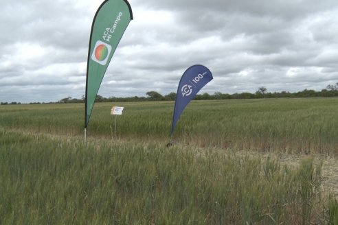 Jornada a Campo en Lote Demostrativos de Trigos ACA  /  LAR  - Tabossi - Entre Ríos