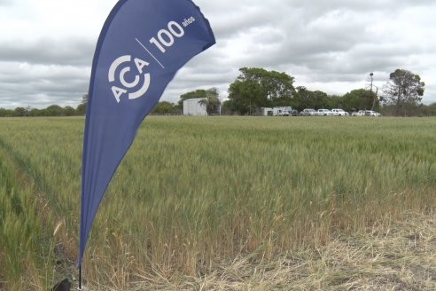 Jornada a Campo en Lote Demostrativos de Trigos ACA  /  LAR  - Tabossi - Entre Ríos