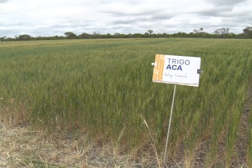 Jornada a Campo en Lote Demostrativos de Trigos ACA  /  LAR  - Tabossi - Entre Ríos