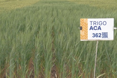 Jornada a Campo en Lote Demostrativos de Trigos ACA  /  LAR  - Tabossi - Entre Ríos