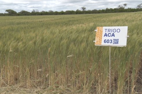 Jornada a Campo en Lote Demostrativos de Trigos ACA  /  LAR  - Tabossi - Entre Ríos