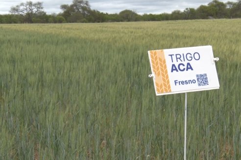 Jornada a Campo en Lote Demostrativos de Trigos ACA  /  LAR  - Tabossi - Entre Ríos