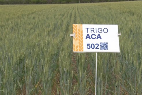 Jornada a Campo en Lote Demostrativos de Trigos ACA  /  LAR  - Tabossi - Entre Ríos