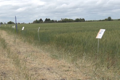 Jornada a Campo en Lote Demostrativos de Trigos ACA  /  LAR  - Tabossi - Entre Ríos