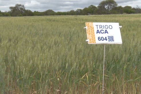 Jornada a Campo en Lote Demostrativos de Trigos ACA  /  LAR  - Tabossi - Entre Ríos