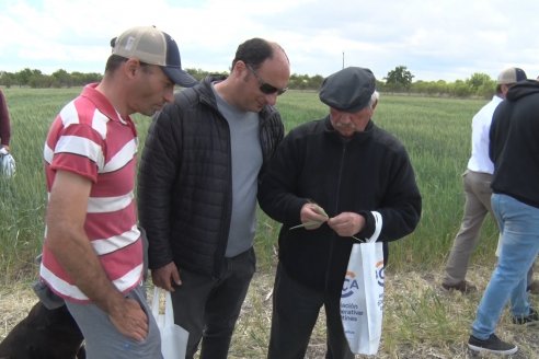 Jornada a Campo en Lote Demostrativos de Trigos ACA  /  LAR  - Tabossi - Entre Ríos