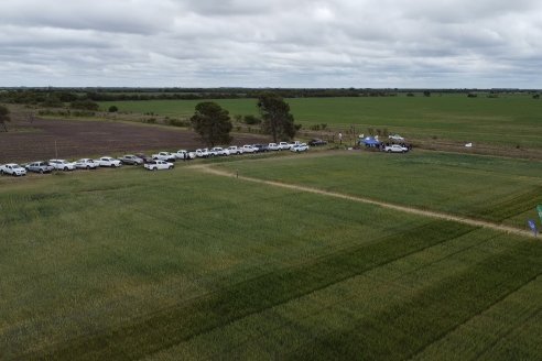 Jornada a Campo en Lote Demostrativos de Trigos ACA  /  LAR  - Tabossi - Entre Ríos