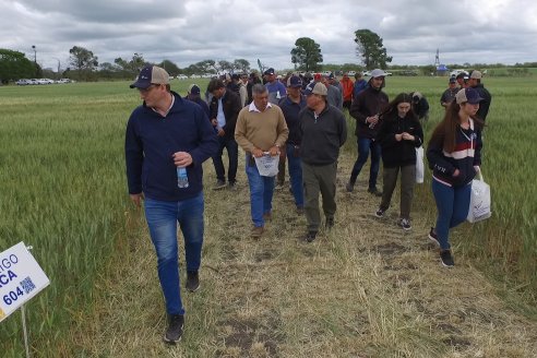 Jornada a Campo en Lote Demostrativos de Trigos ACA  /  LAR  - Tabossi - Entre Ríos