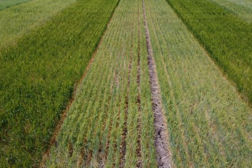 Jornada a Campo en Lote Demostrativos de Trigos ACA  /  LAR  - Tabossi - Entre Ríos