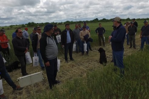 Jornada a Campo en Lote Demostrativos de Trigos ACA  /  LAR  - Tabossi - Entre Ríos