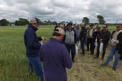 Jornada a Campo en Lote Demostrativos de Trigos ACA  /  LAR  - Tabossi - Entre Ríos