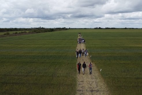 Jornada a Campo en Lote Demostrativos de Trigos ACA  /  LAR  - Tabossi - Entre Ríos