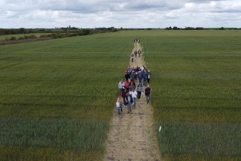 Jornada a Campo en Lote Demostrativos de Trigos ACA  /  LAR  - Tabossi - Entre Ríos