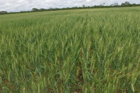 Jornada a Campo en Lote Demostrativos de Trigos ACA  /  LAR  - Tabossi - Entre Ríos