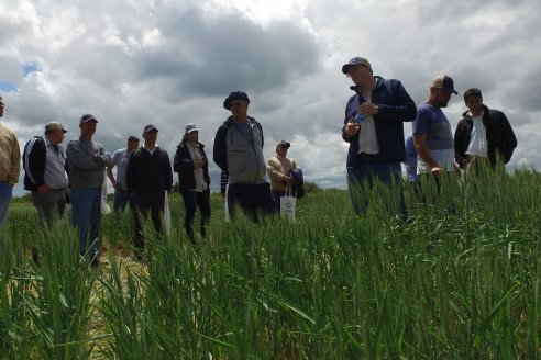 Jornada a Campo en Lote Demostrativos de Trigos ACA  /  LAR  - Tabossi - Entre Ríos