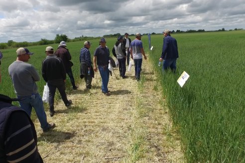 Jornada a Campo en Lote Demostrativos de Trigos ACA  /  LAR  - Tabossi - Entre Ríos