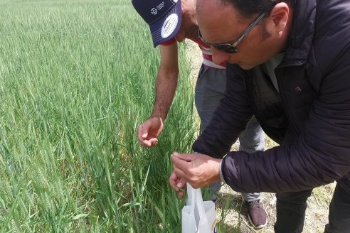 Jornada a Campo en Lote Demostrativos de Trigos ACA  /  LAR  - Tabossi - Entre Ríos