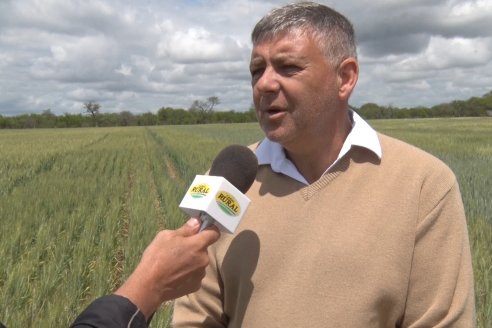 Jornada a Campo en Lote Demostrativos de Trigos ACA  /  LAR  - Tabossi - Entre Ríos