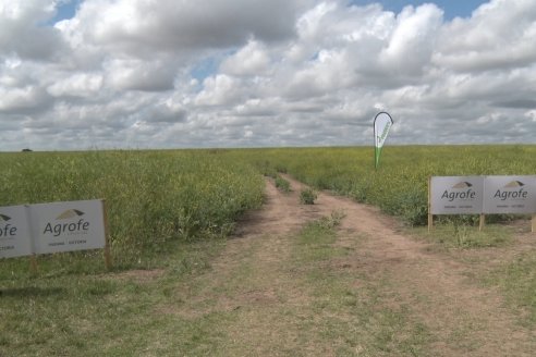 Jornada a Campo sobre un lote de Carinata - Nuseed y Agrofé Campo SRL - Antelo, Dpto Victoria