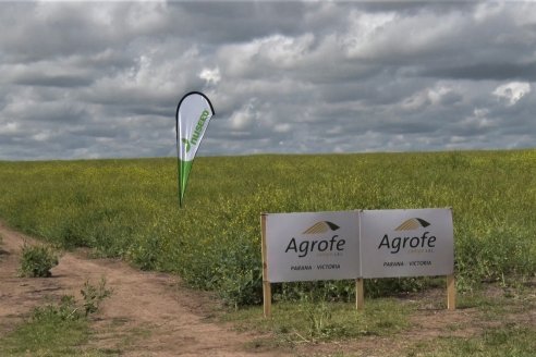 Jornada a Campo sobre un lote de Carinata - Nuseed y Agrofé Campo SRL - Antelo, Dpto Victoria