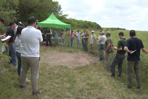 Jornada a Campo sobre un lote de Carinata - Nuseed y Agrofé Campo SRL - Antelo, Dpto Victoria