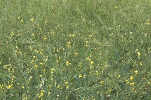 Jornada a Campo sobre un lote de Carinata - Nuseed y Agrofé Campo SRL - Antelo, Dpto Victoria