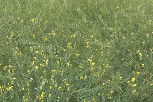 Jornada a Campo sobre un lote de Carinata - Nuseed y Agrofé Campo SRL - Antelo, Dpto Victoria