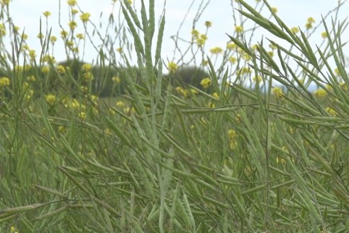 Jornada a Campo sobre un lote de Carinata - Nuseed y Agrofé Campo SRL - Antelo, Dpto Victoria