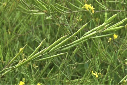 Jornada a Campo sobre un lote de Carinata - Nuseed y Agrofé Campo SRL - Antelo, Dpto Victoria