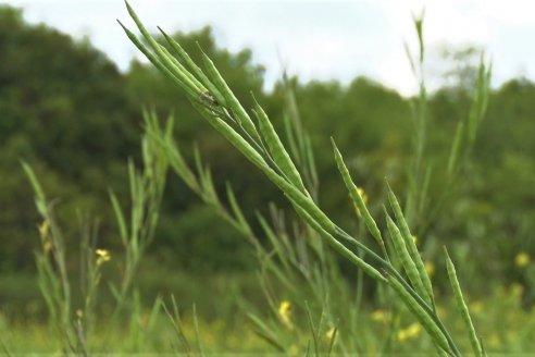 Jornada a Campo sobre un lote de Carinata - Nuseed y Agrofé Campo SRL - Antelo, Dpto Victoria